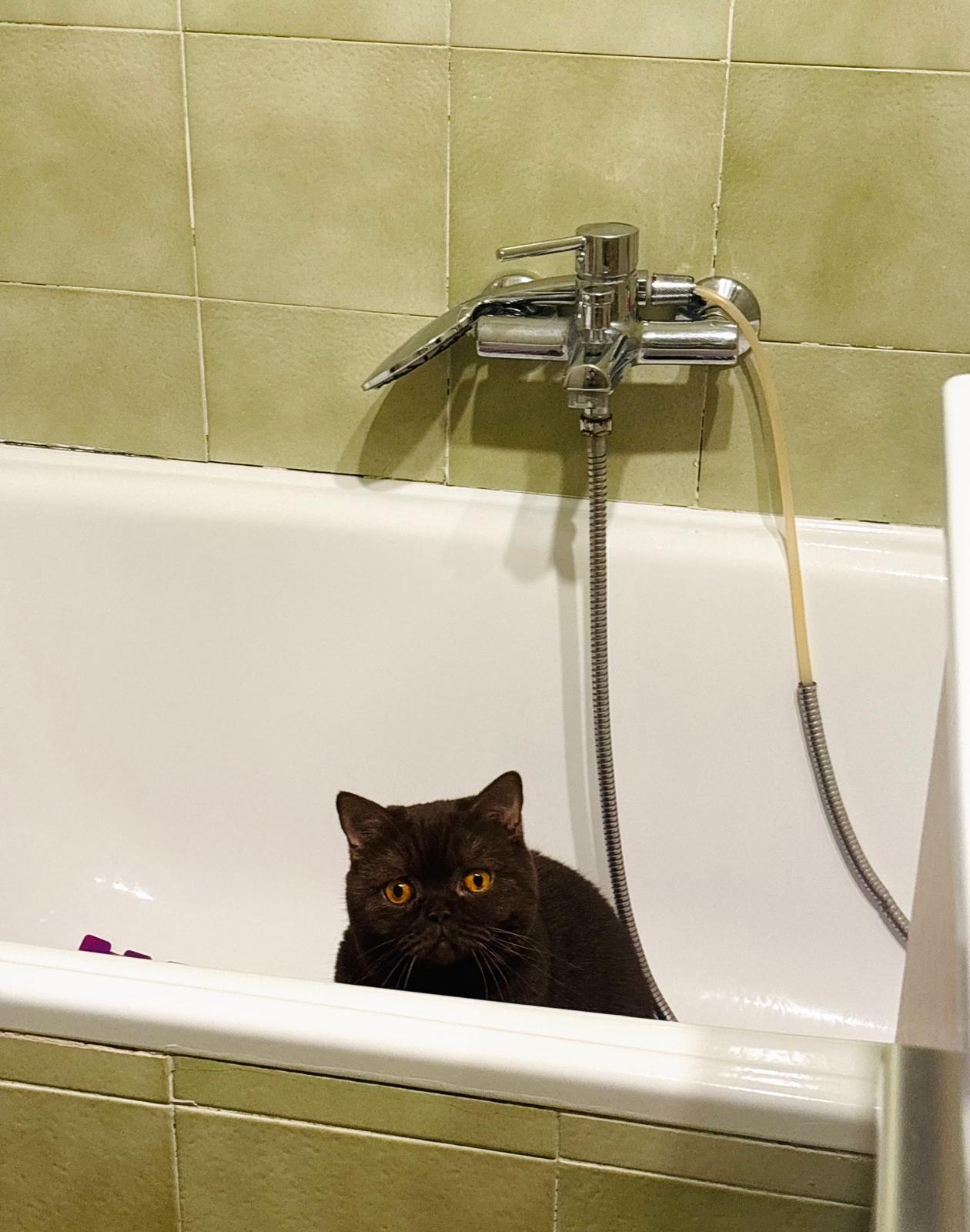 Aki curiosa explorando la bañera