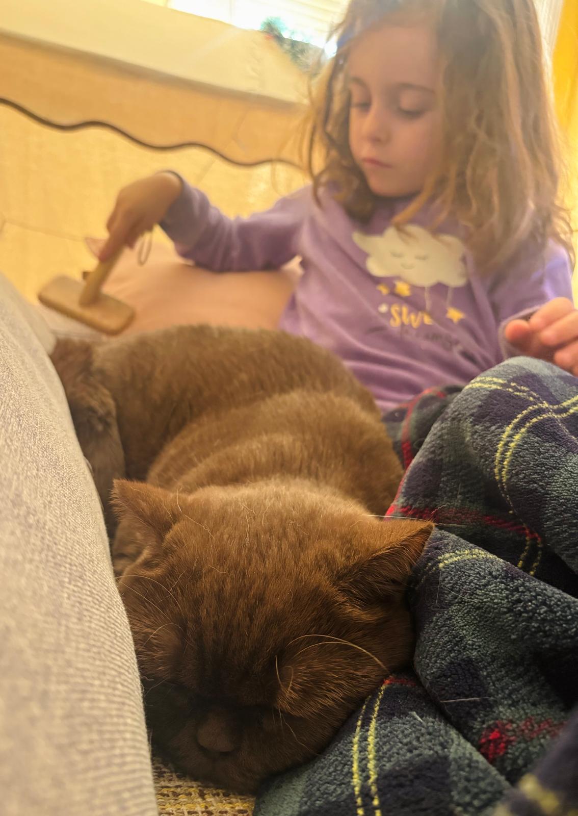 Aki durmiendo tranquila en casa de su cat sitter en Valencia