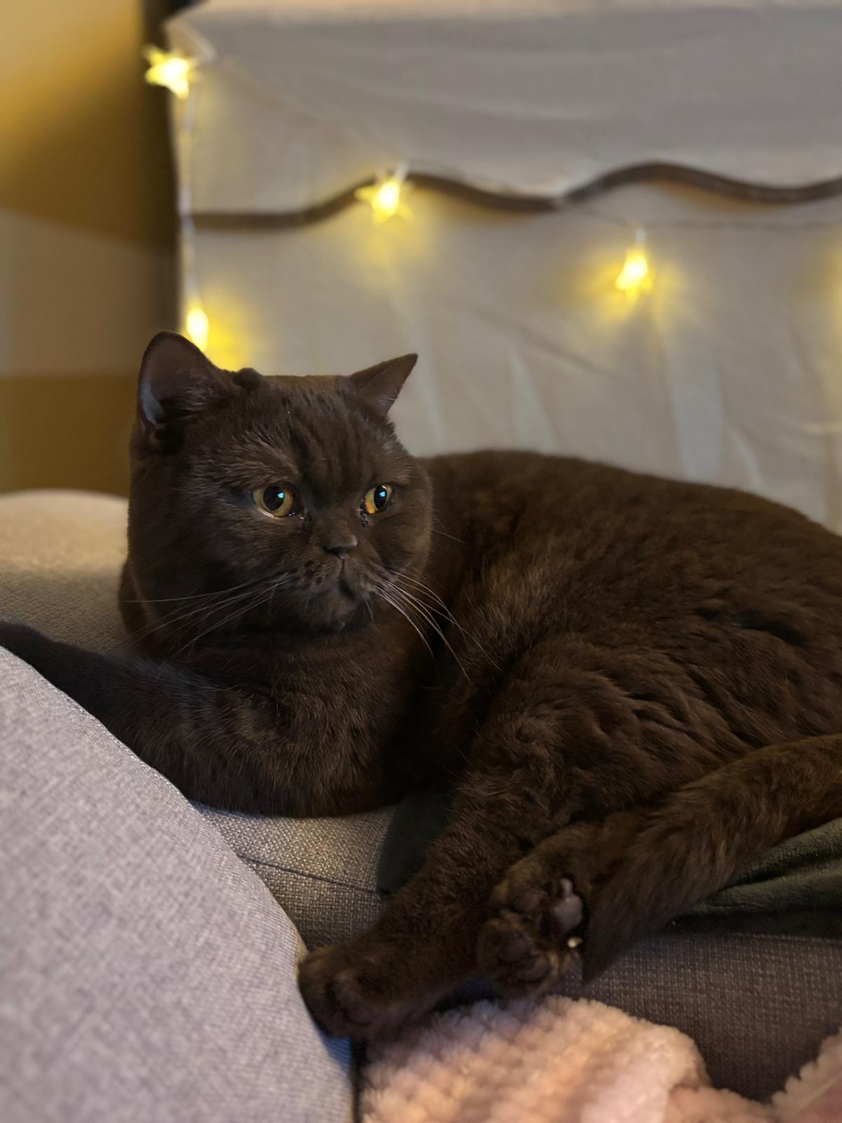 Aki relajada en el sofá con lucecitas