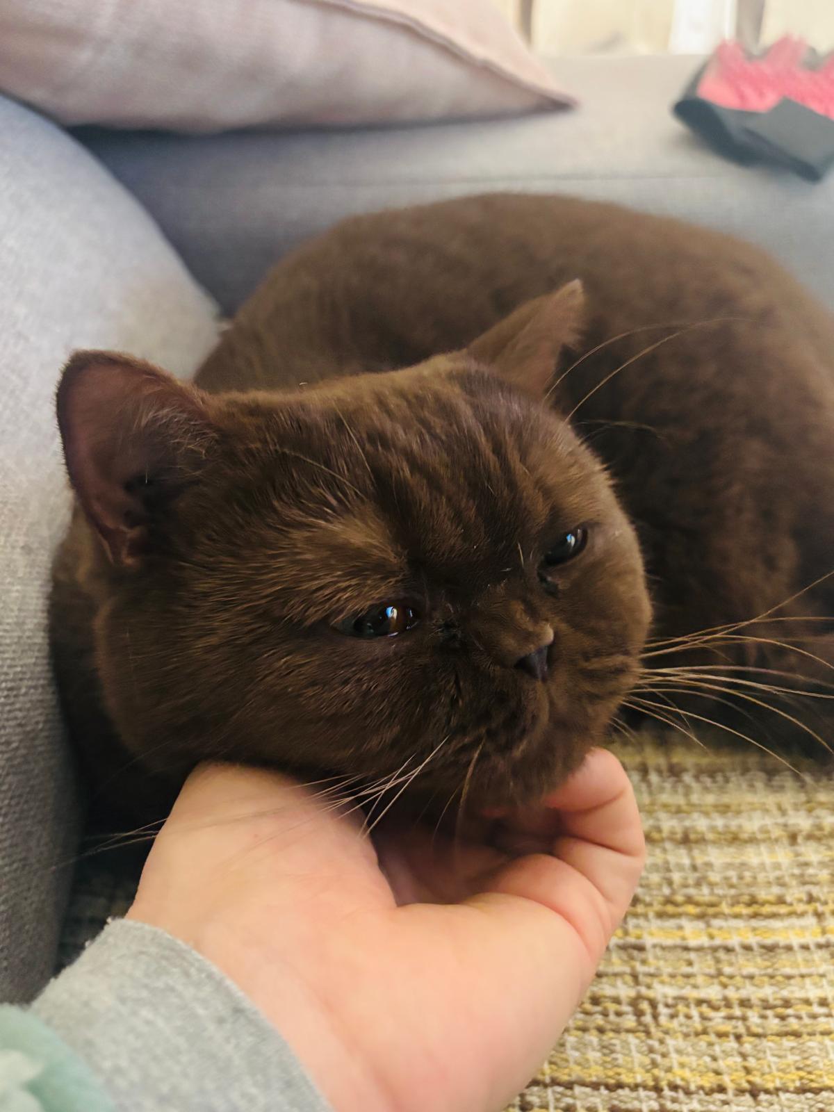 Aki recibiendo mimos y caricias