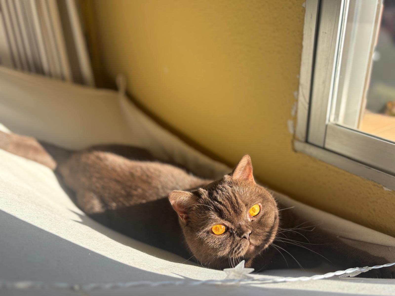 Aki tomando el sol junto a la ventana