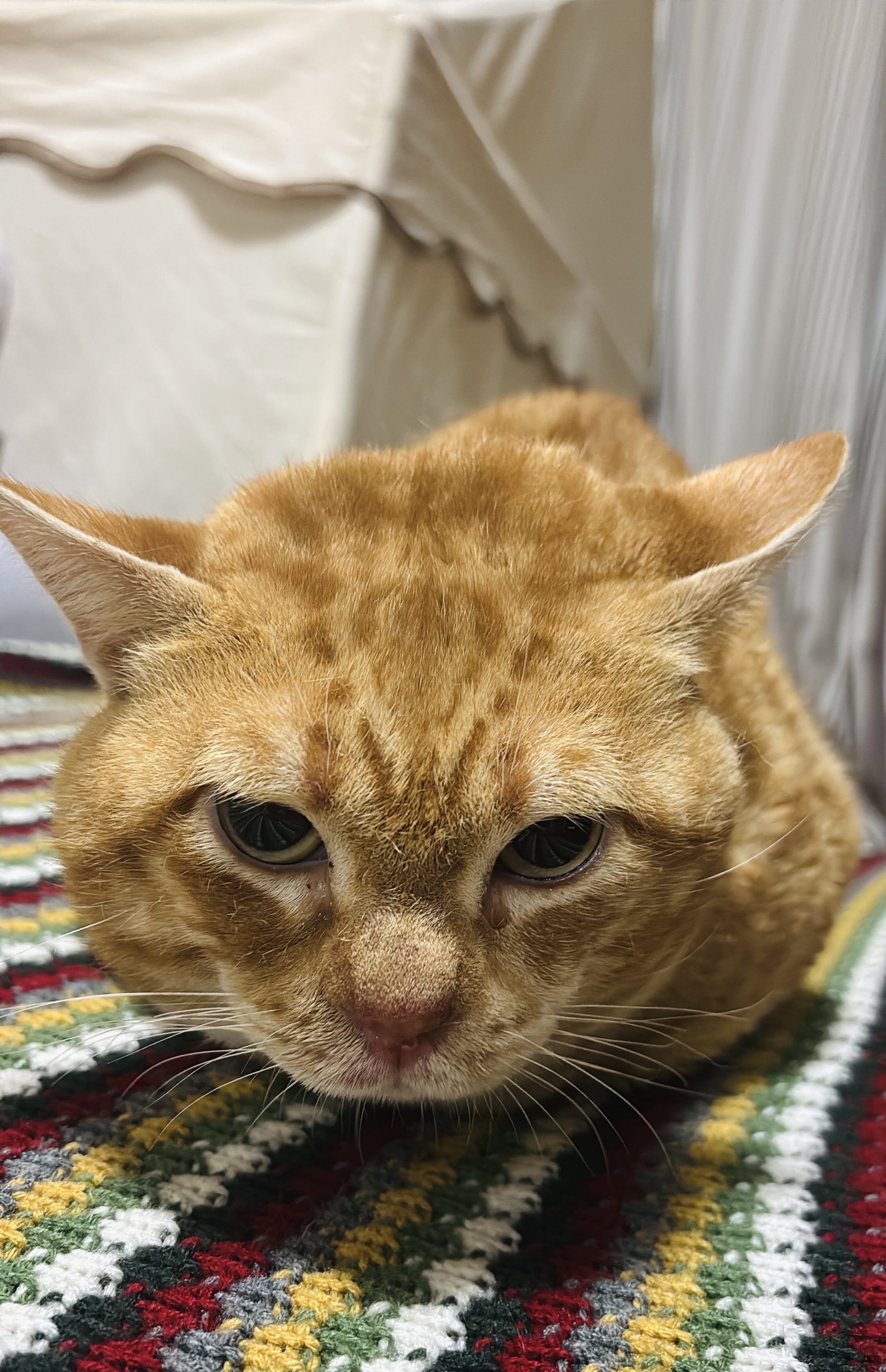 Ciro, gato cuidado con cariño en Valencia