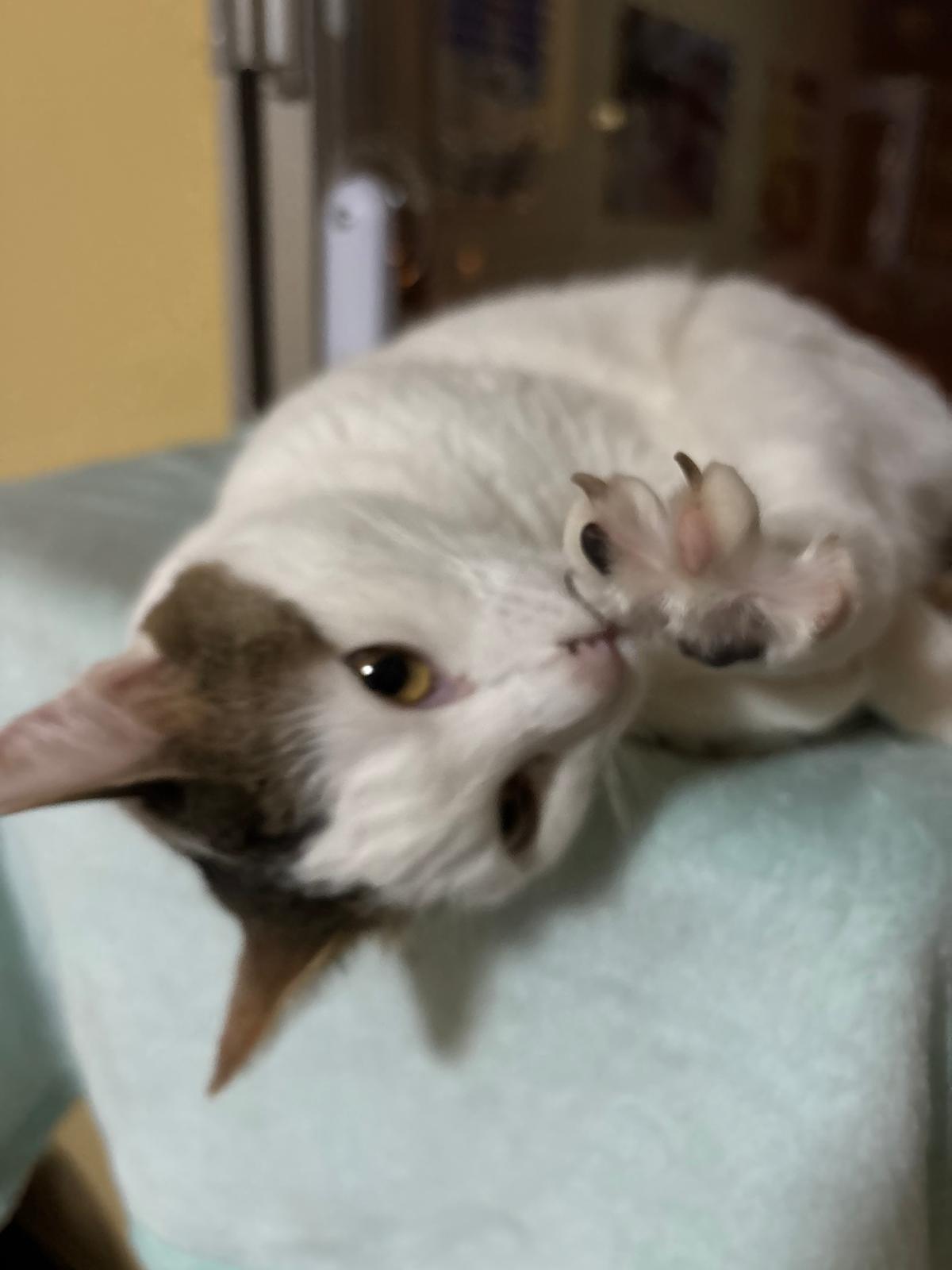 Dobby, gatita blanca y gris alojada en casa de su cat sitter en Valencia