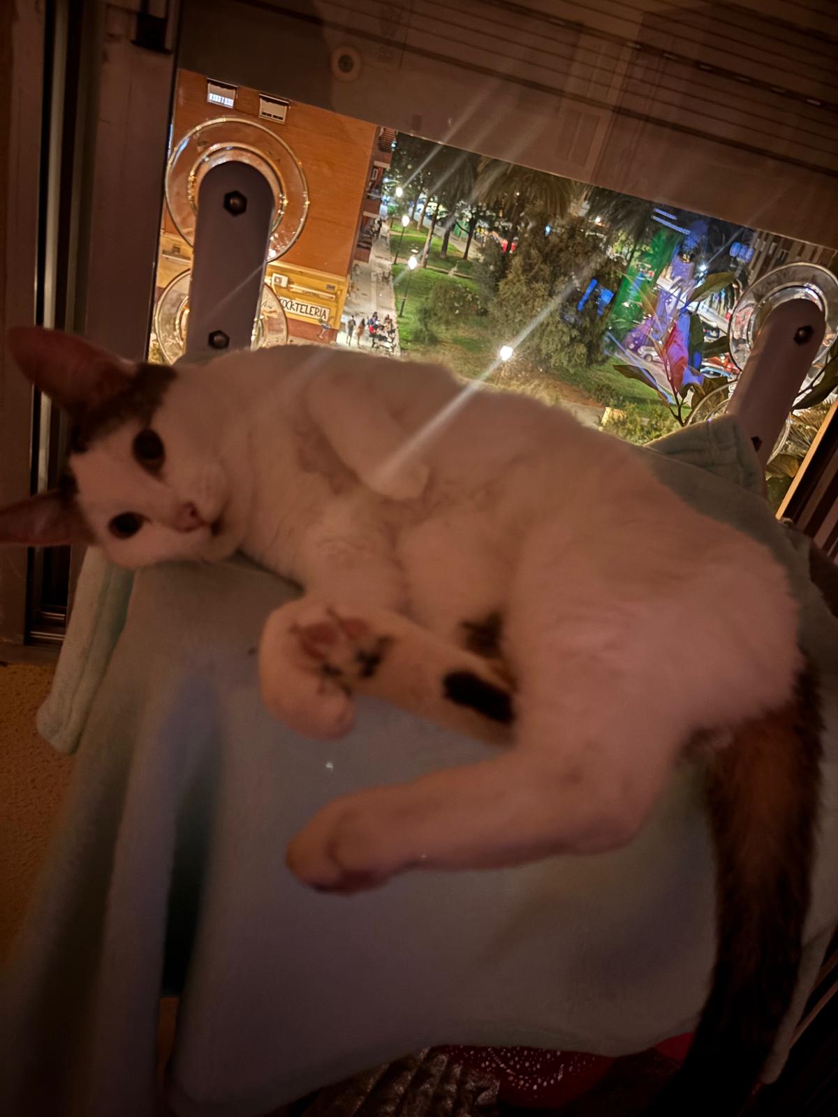 Dobby relajada en su alojamiento en Valencia