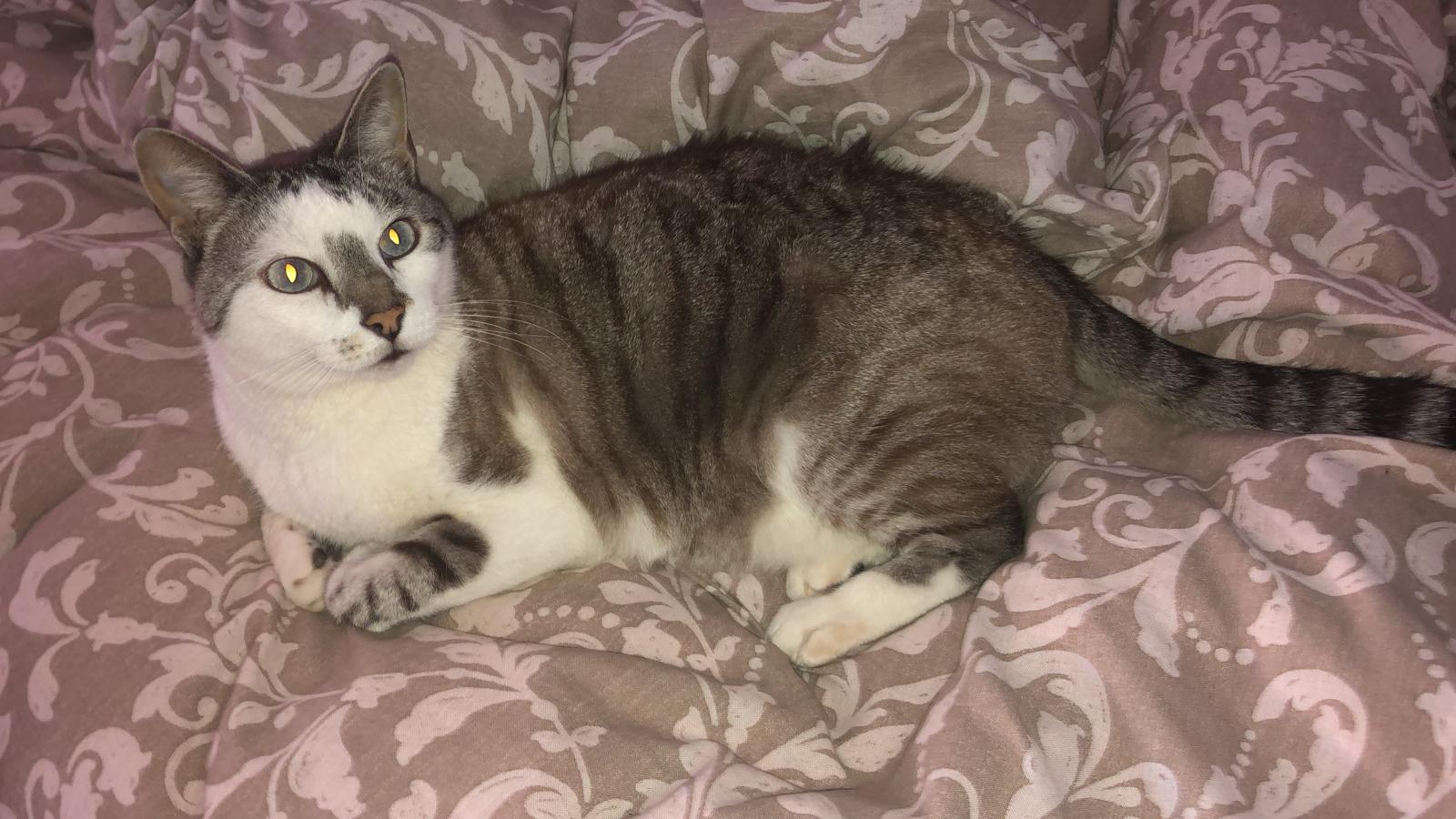 Ludo descansando en la cama