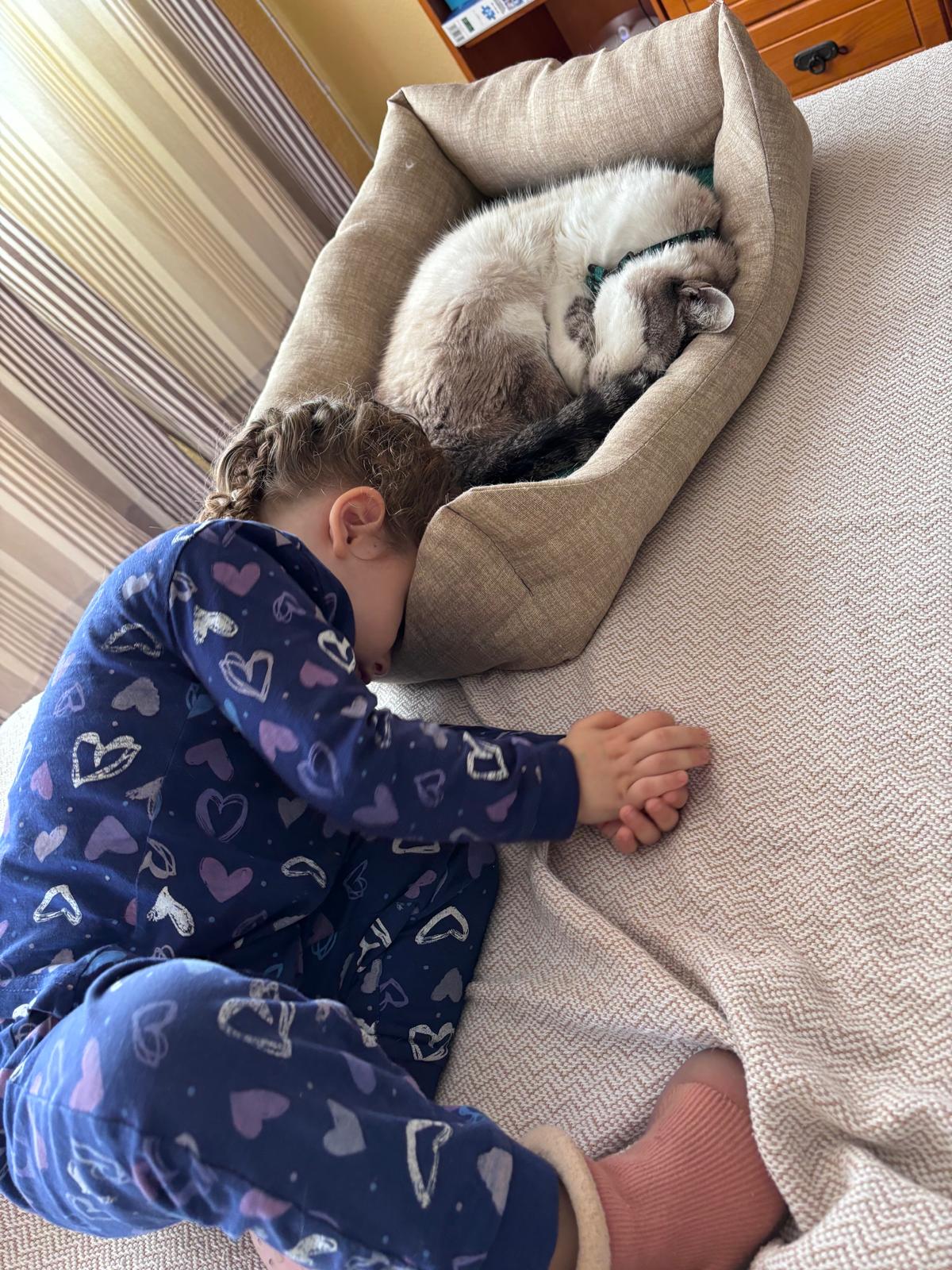 Ludo durmiendo en su camita