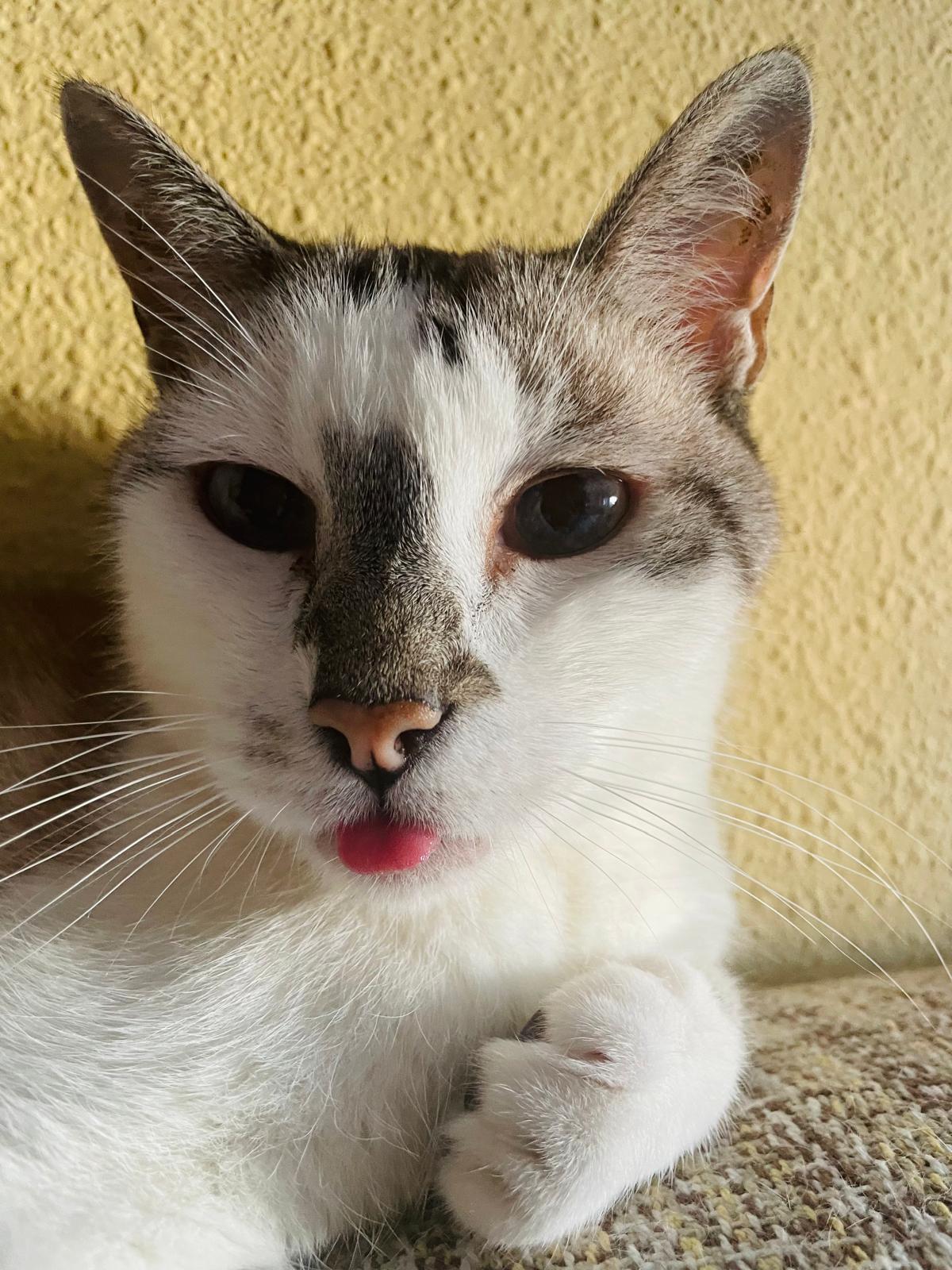 Ludo sacando la lengua