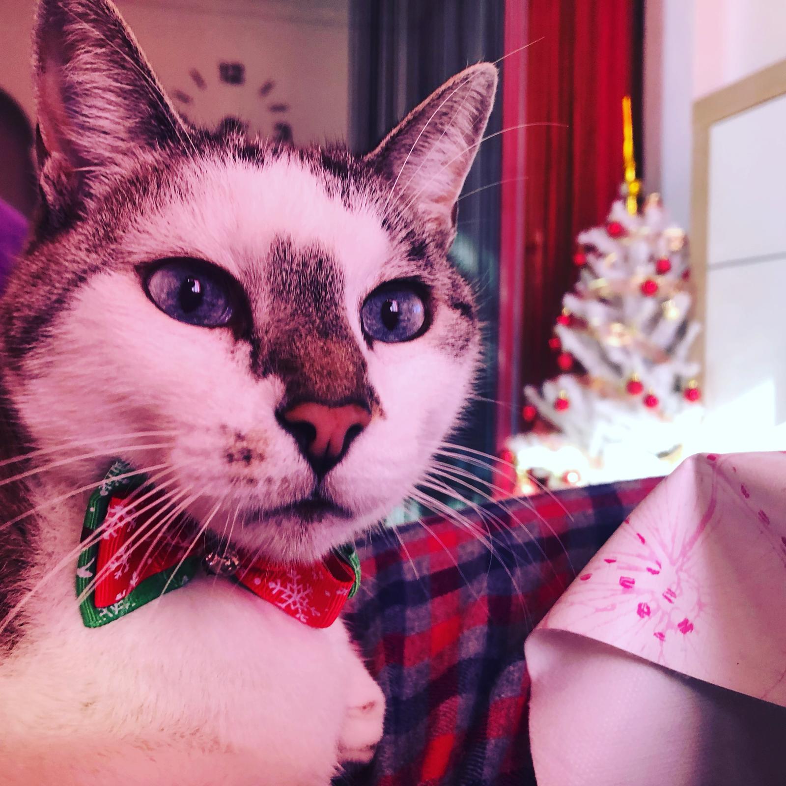 Ludo en Navidad con su pajarita