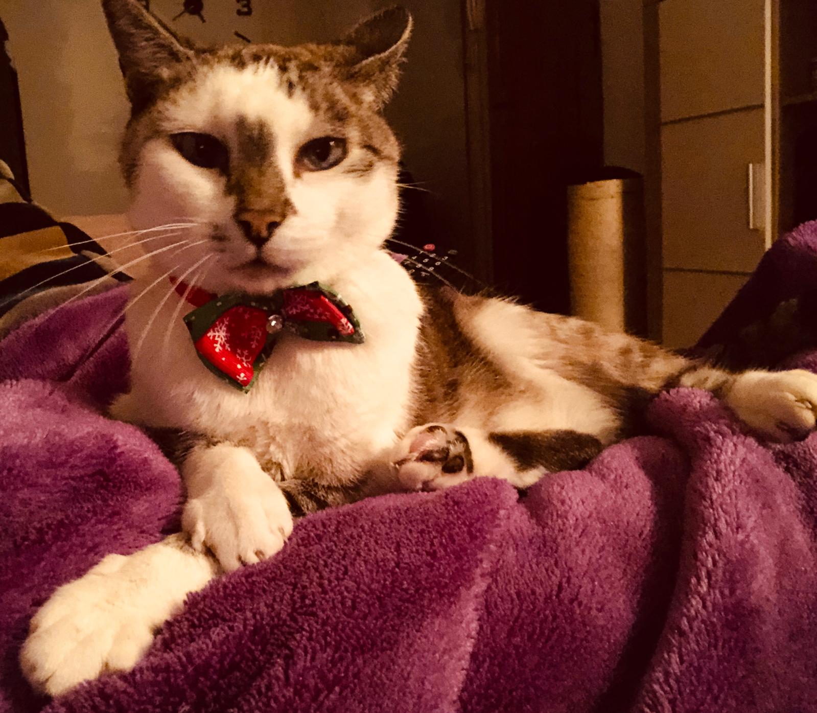 Ludo con su pajarita navideña