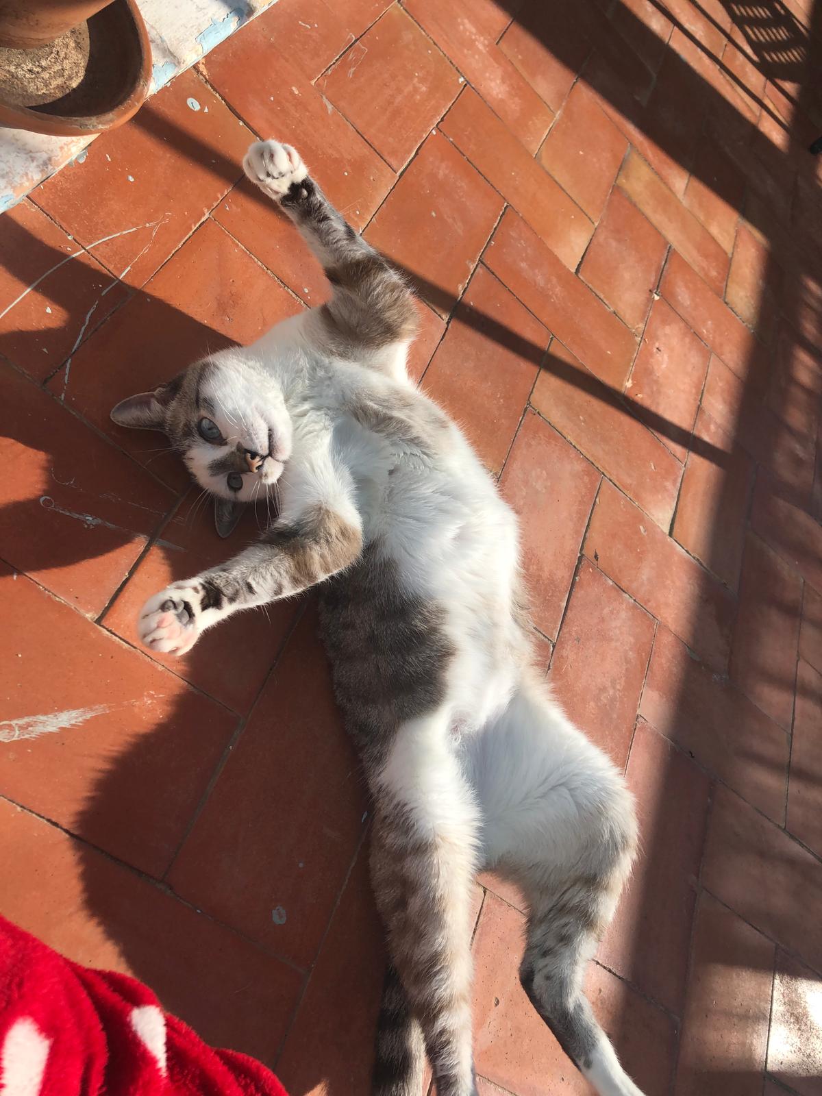 Ludo tomando el sol